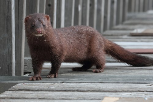 Amerikansk mink (Neovison vison)