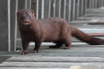 Amerikansk mink (Neovison vison)