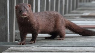 Amerikansk mink (Neovison vison)